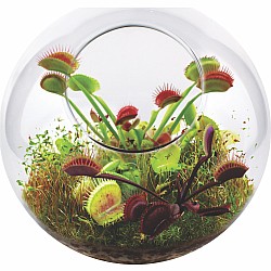 Flytraps