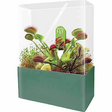 Fascinating Flytraps