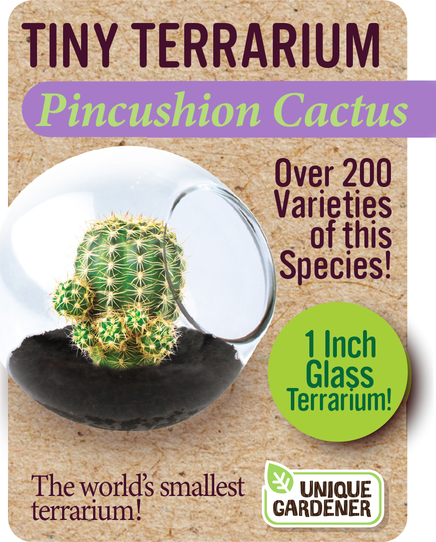 Pincushion Cactus