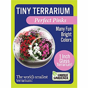 Tiny Terrarium ForgetMeNot