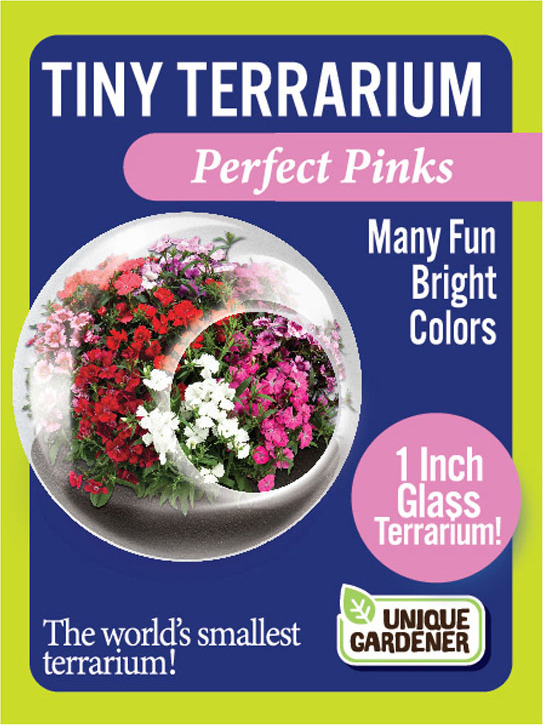Tiny Terrarium ForgetMeNot