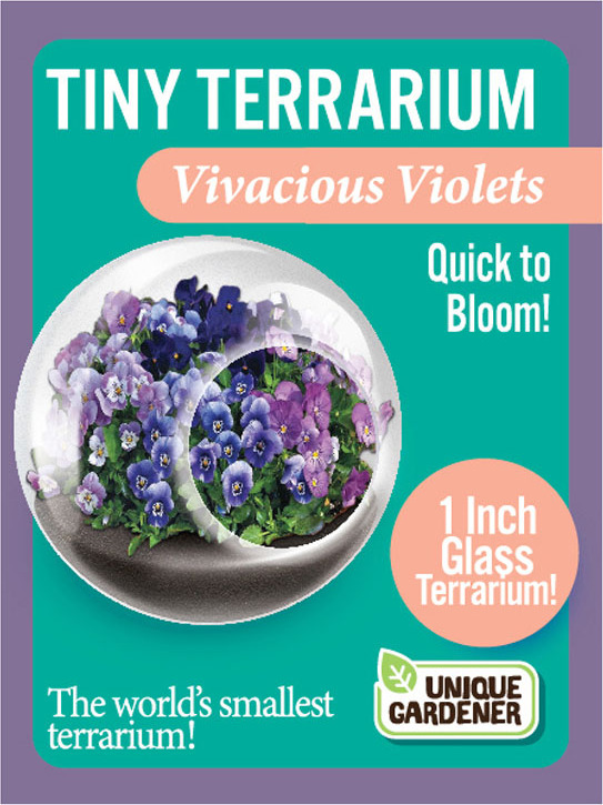 Tiny Terrarium Vivacious Violet