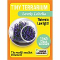 Tiny Terrarium Lovely Lobelia