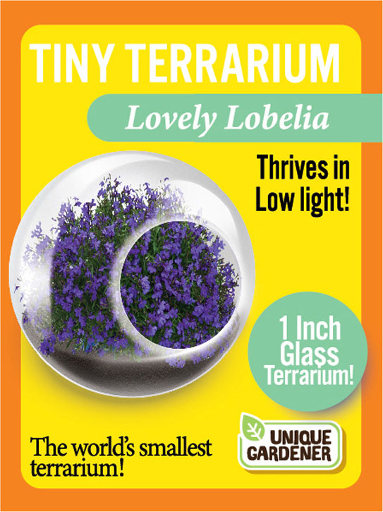 Tiny Terrarium Lovely Lobelia