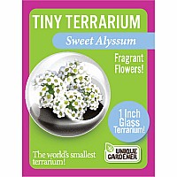 Tiny Terrarium Sweet Alyssum