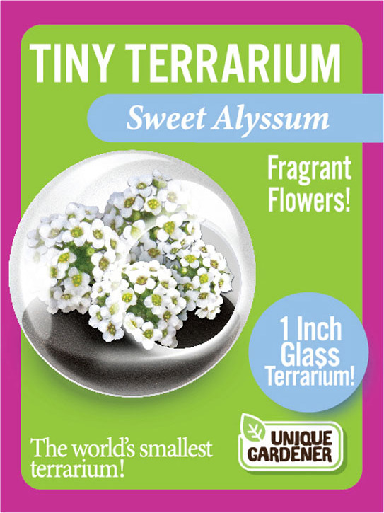 Tiny Terrarium Sweet Alyssum