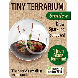 Tiny Terrariums - Sundew