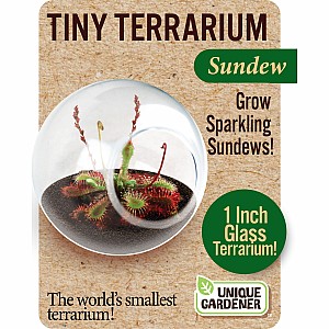 Tiny Terrariums - Sundew