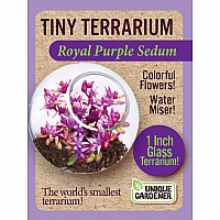 Royal Purple Sedum
