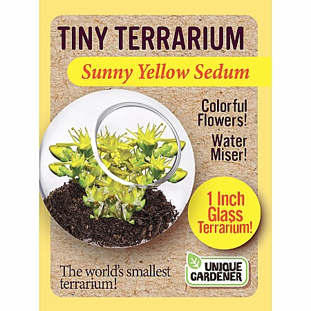 Sunny Yellow Sedum