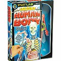 Squishy Human Body STEAM Model Toy 