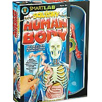 Squishy Human Body STEAM Model Toy 