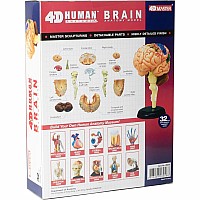 4D Human Anatomy Brain Model