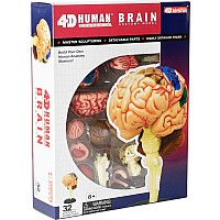 4D Human Anatomy Brain Model
