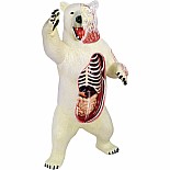 4D Vision Polar Bear Anatomy Model
