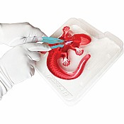 Dissect-It Salamander Lab Kit