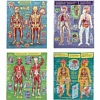 Human Anatomy Body Systems - Four 48 Piece Puzzles