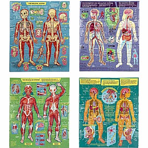 Human Anatomy Body Systems - Four 48 Piece Puzzles