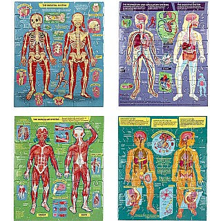 Human Anatomy Body Systems - Four 48 Piece Puzzles