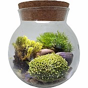 Moss Bowl - Grow Your Own Oasis