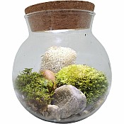 Moss Bowl - Grow Your Own Oasis