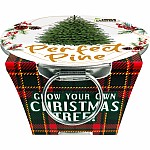 Perfect Pine - Grow Your Own Christmas Tree