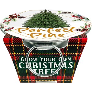 Perfect Pine - Grow Your Own Christmas Tree