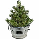 Perfect Pine - Grow Your Own Christmas Tree 