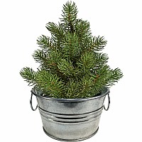 Perfect Pine - Grow Your Own Christmas Tree