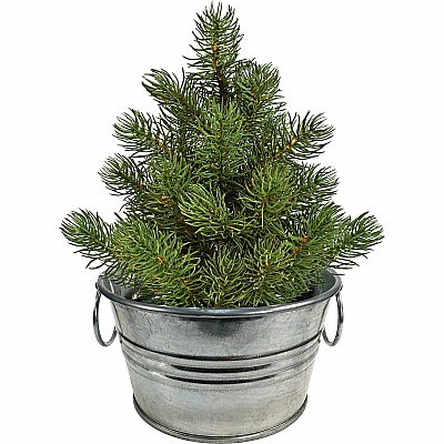 Perfect Pine - Grow Your Own Christmas Tree