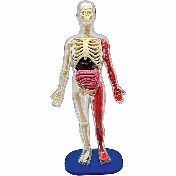 Smart Lab Squishy Human Body