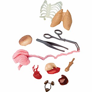 Smart Lab Squishy Human Body