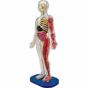 Smart Lab Squishy Human Body