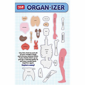 Smart Lab Squishy Human Body