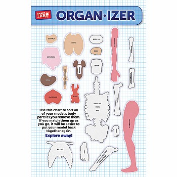 Smart Lab Squishy Human Body