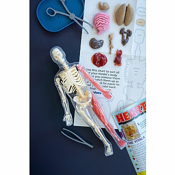 Smart Lab Squishy Human Body