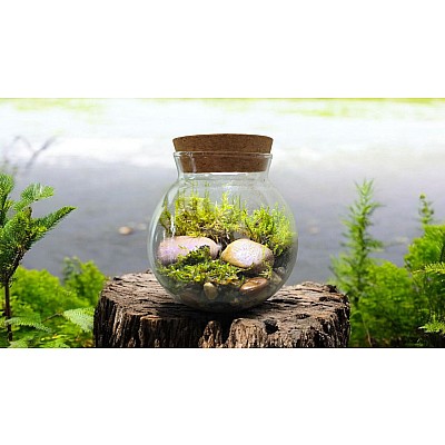 MossBowl - Grow Your Own Oasis