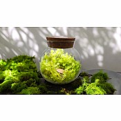 MossBowl - Grow Your Own Oasis