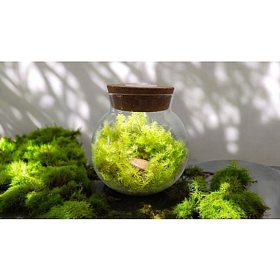 MossBowl - Grow Your Own Oasis