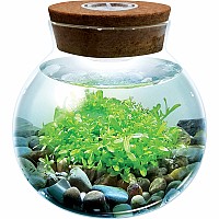 WaterPlants - Create Your Own Aquascape