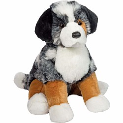 Aspen Australian Shepherd