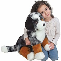 Aspen Australian Shepherd