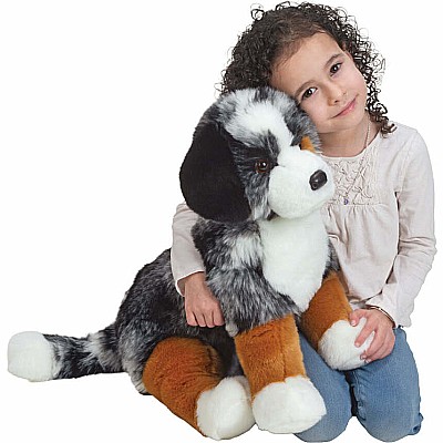 Aspen Australian Shepherd