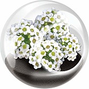 Tiny Terrarium Flowers