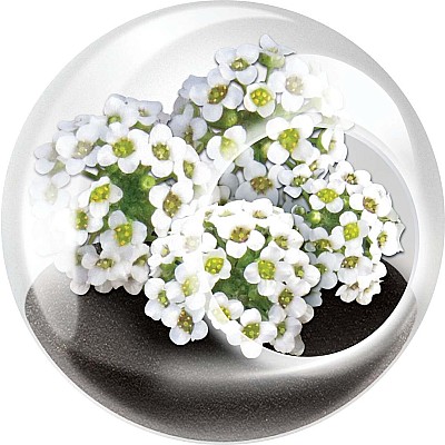 Tiny Terrarium Flowers