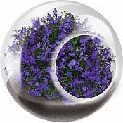 Tiny Terrarium Flowers