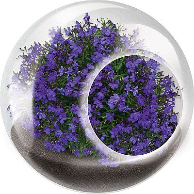 Tiny Terrarium Flowers