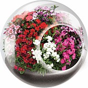 Tiny Terrarium Flowers
