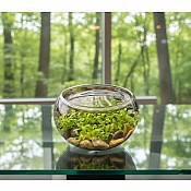 Mini WaterPlants - Create A Miniature Aquascape