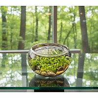 Mini WaterPlants - Create A Miniature Aquascape